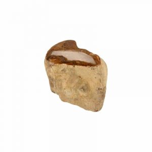 Fossiel Hout uit Java Half Gepolijst
