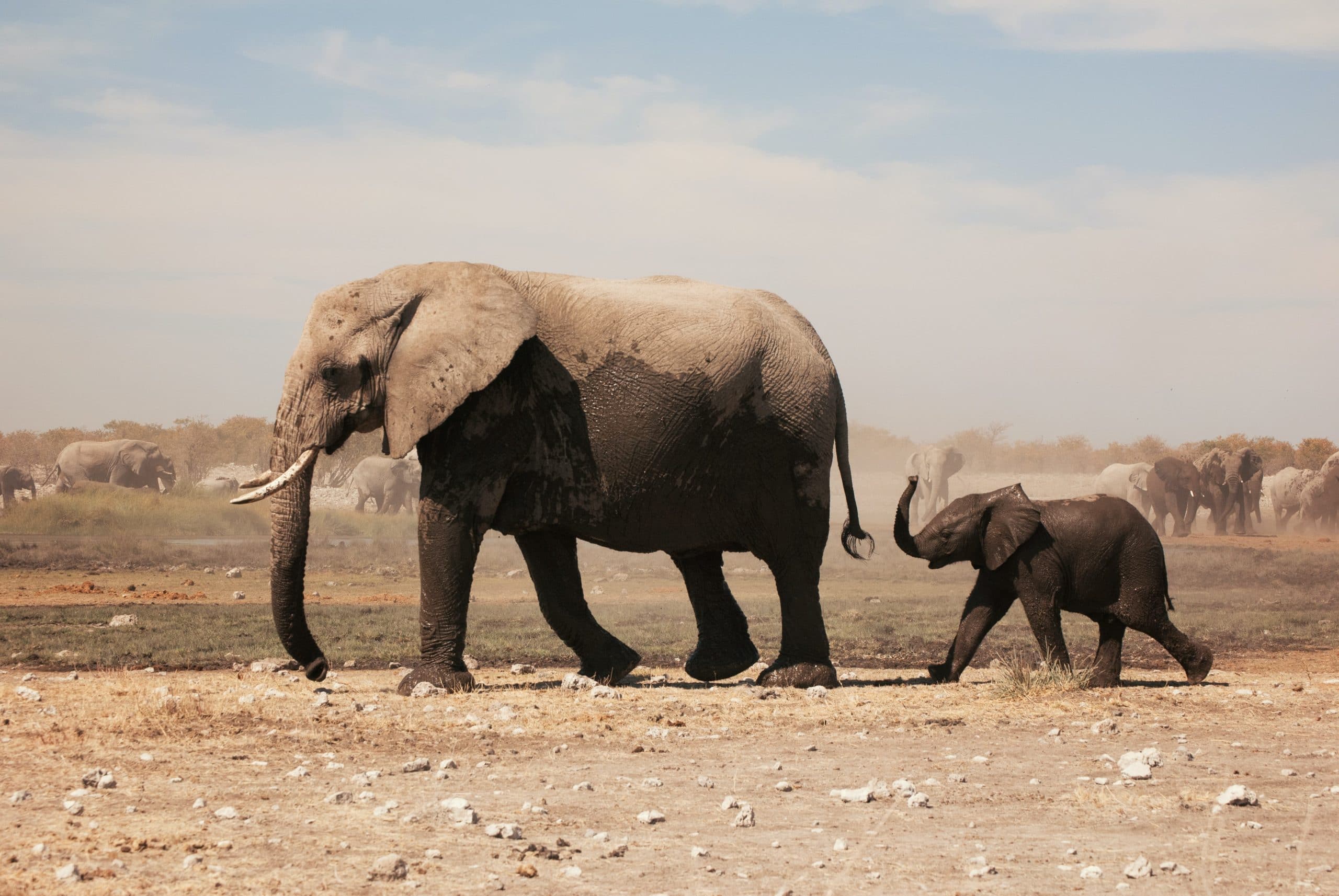 moeder olifant met baby olifant