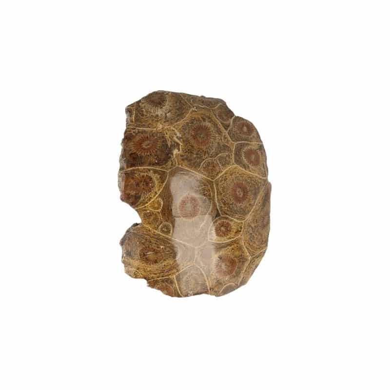 Fossiel Hersenkoraal 5-8 cm