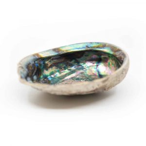 Abalone Schelp - Extra Groot - 10 tot 14 cm