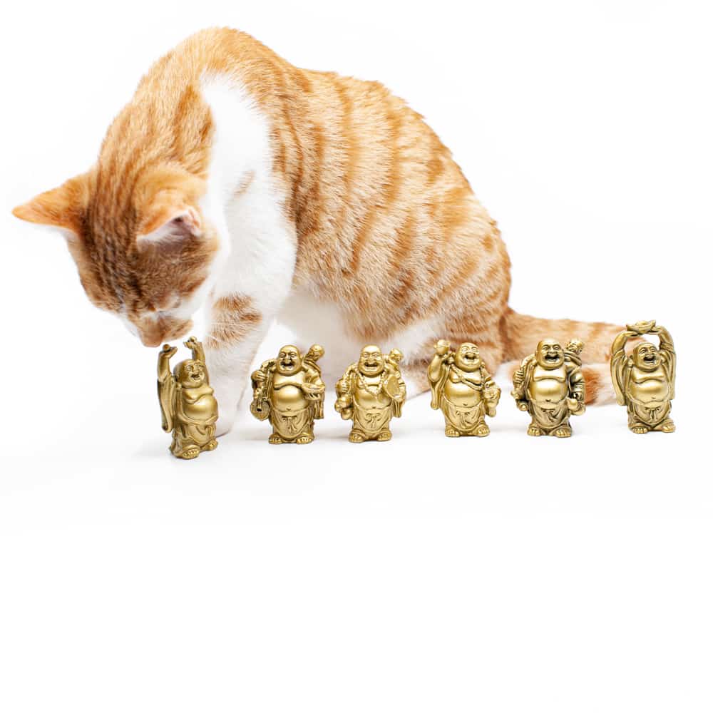 kat snuffelt kleine gouden boeddha beeldjes