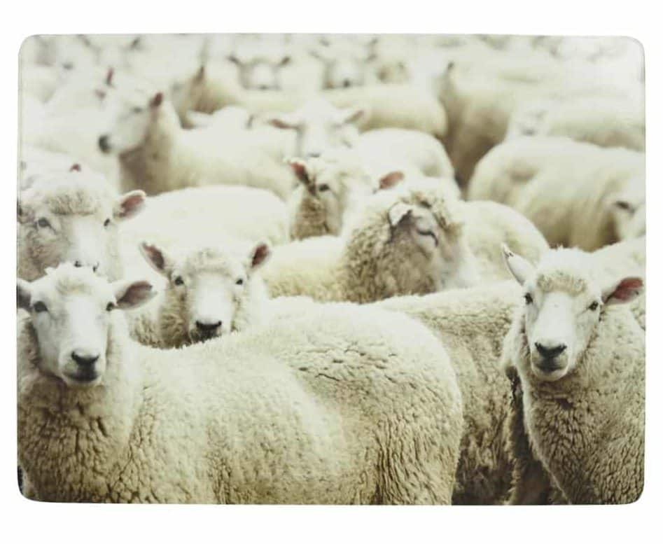 kudde schapen