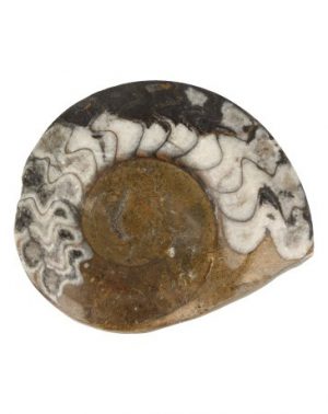 Fossiel Goniatiet Half Gepolijst (8-10 cm)