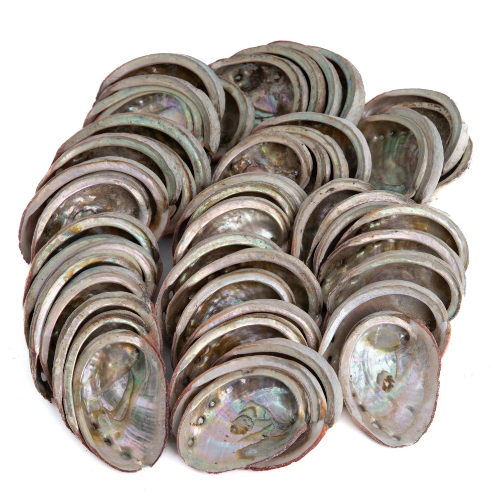 Abalone Schelpen uit Chili - 50 tot 100 mm - Bulkverpakking - 1 KG (ca. 40 ~ 50 stuks)