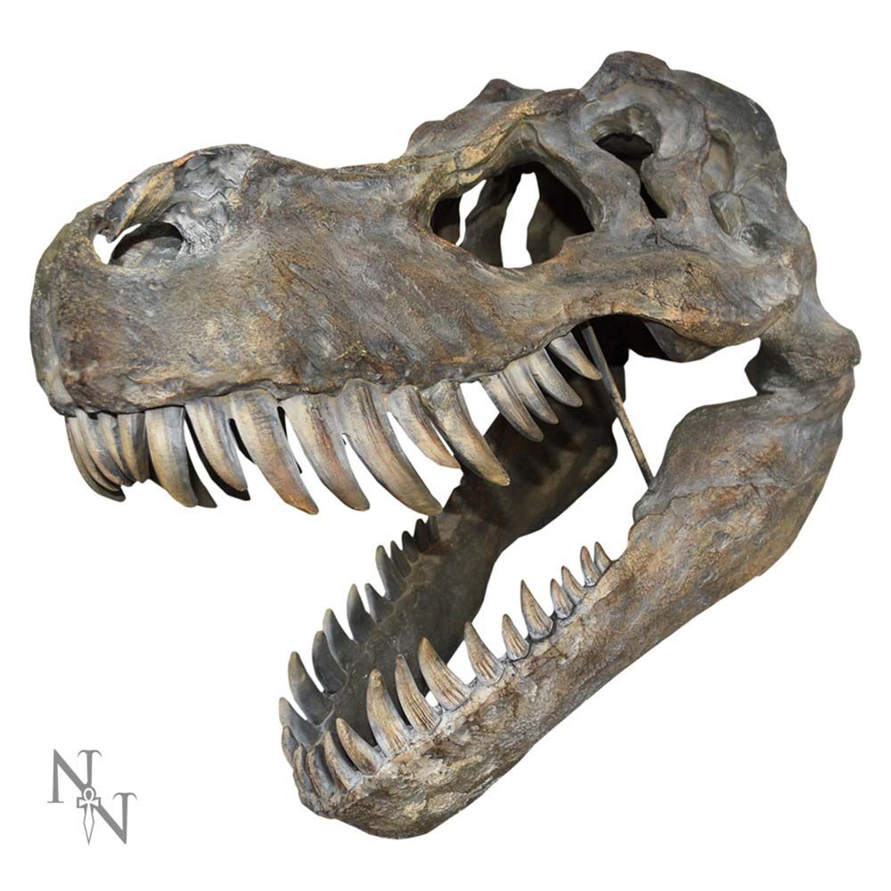 Nemesis Now Tyrannosaurus Rex Dinosaurus Schedel Wanddecoratie - 51.5 cm