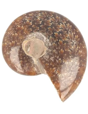Fossiel Ammoniet Gepolijst  (5 - 6 cm)