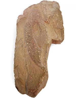 Ammoniet uit Marokko van ongeveer 13 cm